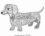Coloring Dachshund Doodle Adult Book Vector Animal Ethnic Illustration sketch template