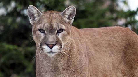 Wildlife Authorities Plan To Kill Cougar Near Bend