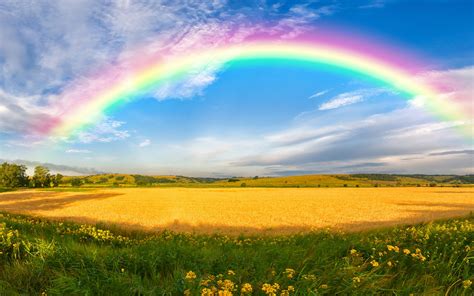 rainbow  field