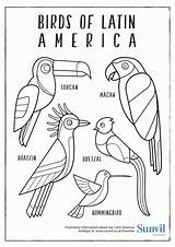 Coloring America Latin Pages Birds Colouring South Drawing Printable Hispanic Heritage Sheets Animals American Animal Month Pdf Guatemala Color Sunvil sketch template