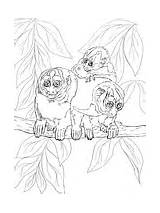 Coloring Tamarin Monkey Night Emperor Lion Golden Tree Monkeys Ies Colorings Category Kuhl sketch template
