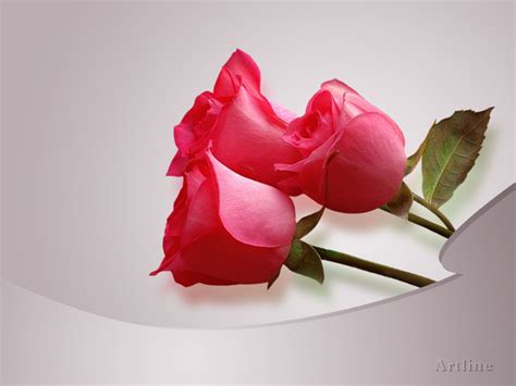 awesome lovely pink roses background ~ artline feel the creation
