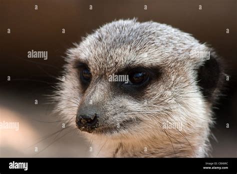portrait  meerkat  dirty sandy nose stock photo alamy