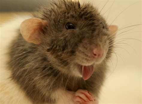 1808 Best Images About Everything Rats On Pinterest
