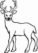 Deer Coloring Pages Kids Colouring Printable Drawing Print Adult Animal sketch template