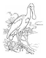 Spoonbill Roseate Coloring Bird sketch template