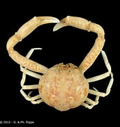 Afbeeldingsresultaten voor "ebalia Hayamaensis". Grootte: 175 x 185. Bron: www.crustaceology.com
