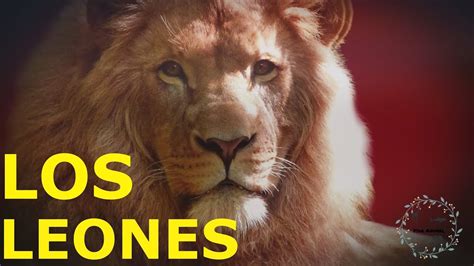 el leon caracteristicas es el rey de la selva por su capacidad  dominar la manada youtube