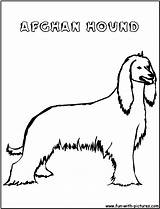 Afghanhound sketch template