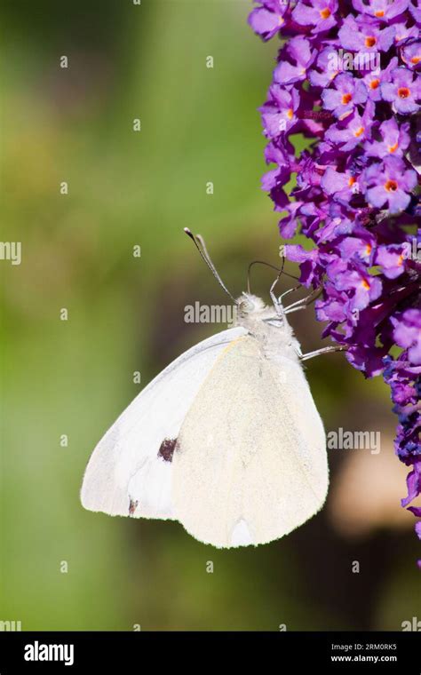 Cabbage White Butterfly Sucking Nectar Pieris Rapae On Buddleia