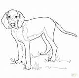 Hound Basset Coloring Pages Getdrawings Getcolorings sketch template