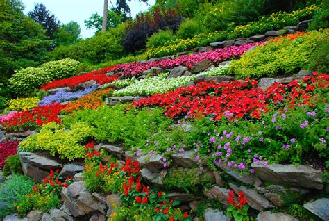 8 Plantas De Exterior Con Flor Y Sus Cuidados Básicos Jardineria On