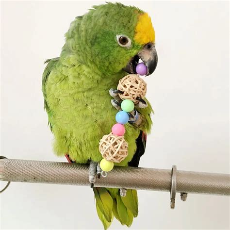bird parrot accessories beads bird toys pets parrot chew toys bird ladder parakeet swing