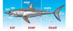 Afbeeldingsresultaten voor blinde haai Anatomie. Grootte: 241 x 91. Bron: www.kindkracht.nl