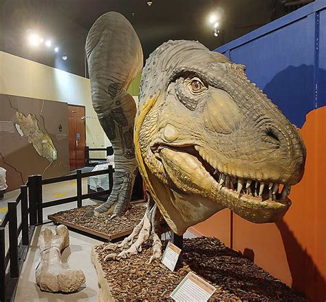 discover dinosaurs  colorado fossils  footprints uchealth today