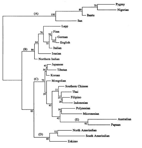 genetics online phylogenetic tree of human lineages biology stack