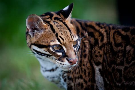 ocelot portrait closeup   ocelot animals ocelot nature animals