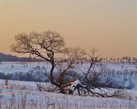 eenzame boom bij zonsondergang stock foto image  landschap boomstam