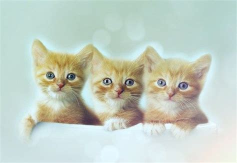 interesting facts  teacup kittens cat breeds tiny cats kittens