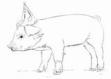 Pig Schwein Malen Maialino Maialini sketch template