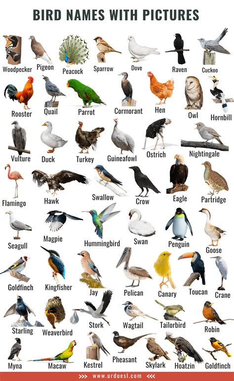 bird names list  english  pictures