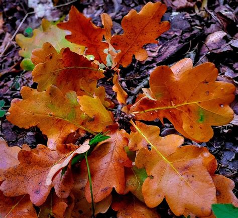 photo oak leaves autumn leaves fall  image  pixabay