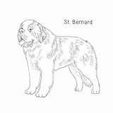 Bernard sketch template