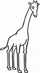 Jirafa Manchas Vlekken Giraffes Supercoloring Giraffa Viendo Printen Disegno Clipartmag Categorieën sketch template