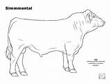Cattle Coloring Pages Beef Cow Angus Simmental Color Colouring Livestock Template Breed Archive Body Sketch Choose Board sketch template