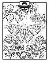 Swallowtail sketch template