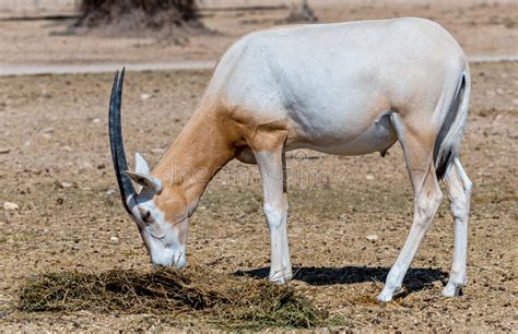 sahara scimitar oryx oryx leucoryx stock photo image  antelope desert
