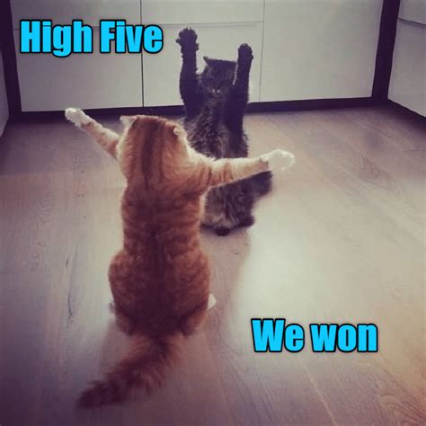 victory dance lolcats lol cat memes funny cats funny cat pictures  words