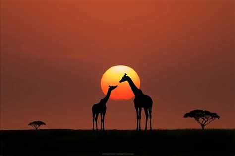giraffe sunset cool digital photography