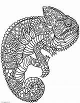 Zentangle Chameleon sketch template