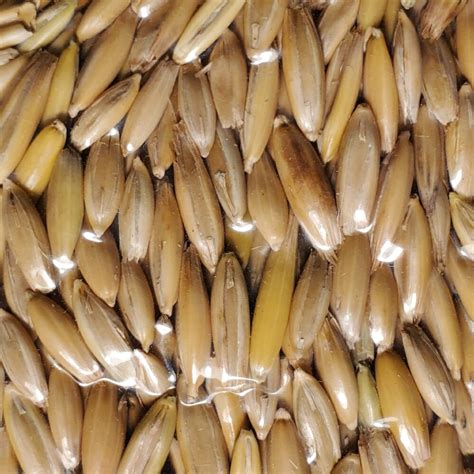 grain raw  oat kernels kgkg growstuff  shop south