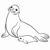 Seal Coloring Baby Drawing Walrus Cute Pages Sea Mom Animals Mother Moms Getdrawings Lions Coloringbay sketch template