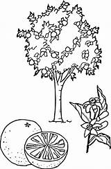 Tree Orange Coloring Pages sketch template