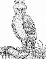 Coloring Eagle Harpy Pages Perched Branch Flying Colouring Print Printable 52kb 776px Getcolorings Hard Template Button Using sketch template