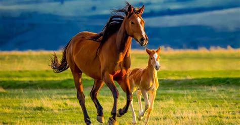 whats  baby horse called   amazing facts az animals