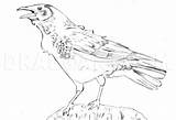 Crow Realistic Dragoart Crows sketch template