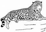 Cheetah Coloring Pages Realistic Printable Print Animal King Popular Book sketch template
