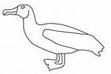 Albatross Provides sketch template