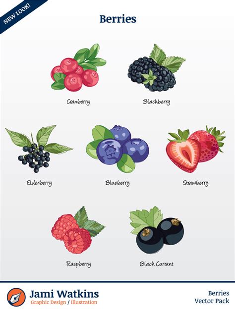 berries vector illustration pack set   clip art files etsy
