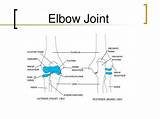Elbow Joint Presentation Ppt Joints Bones Powerpoint Hinge Capsule Slideserve Extension sketch template