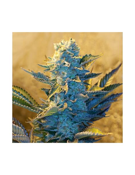 buy white widow   labs oaseeds