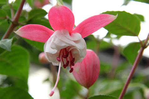 fuchsia plantorium