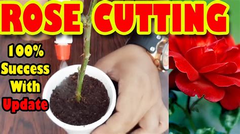 grow roses  cuttings stem cutting   propagate roses