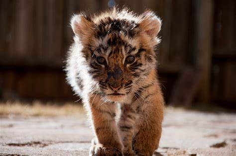 cute baby tiger wallpaper  images