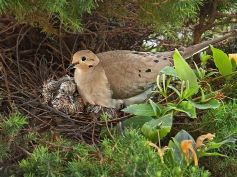 mourning dove nesting behavior location bird fact
