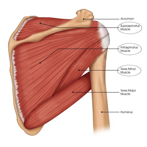 muscles of rotator cuff diagram images and photos finder